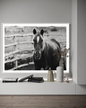 Load image into Gallery viewer, Contemporary ambiance featuring the artwork 'Limited Edition Horse Pictures - Morose Molly 0211 by Addison Jones Studio', a stunning black and white horse picture adorned with elegant decor.