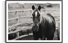 Load image into Gallery viewer, Close-up view of the striking black and white photo 'Limited Edition Horse Pictures - Morose Molly 0211 by Addison Jones Studio', displaying a majestic horse with captivating details in a beautiful frame.