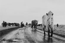 Load image into Gallery viewer, Custom 40x60 Roadside Pony