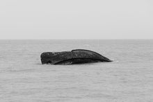 Load image into Gallery viewer, Beach Wall Art-Boat Afloat
This piece of beach wall art named "Boat afloat" was part of an adventure shoot in Turks and Caicos. This is a limited edition, hand-signed piece with a certificate of authenticity.
E D I T I O N:
1/25