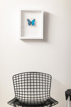 Load image into Gallery viewer, Blue Butterfly Wall Decor-No. 1267 Light+Vivid