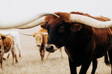 Load image into Gallery viewer, Buy Photography Prints-Powerful Pablo
This photography print titled "Powerful Pablo" was part of a photography landscape series featuring longhorns shot in Texas. This longhorn photo is a limited edition, hand-signed piece with a certificate of authenticity.
E D I T I O N:
1/25