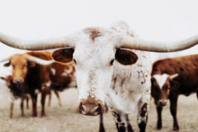 Load image into Gallery viewer, Framed Prints-Imperial Ike
This framed print titled "Imperial Ike" was part of a photography landscape series featuring longhorns shot in Texas. This longhorn photo is a limited edition, hand-signed piece with a certificate of authenticity.
E D I T I O N:
1/25