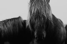 Load image into Gallery viewer, Close-up of a wild horse with long hair, featured in the Wild Horse Art collection from Addison Jones Studio, titled 'Mop Head 8120'.
