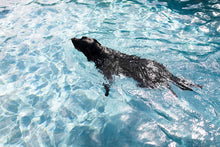 Load image into Gallery viewer, Art Photography-Floating Through Life
This art photography piece named "Floating Through Life" was part of a landscape series shot in California. This is a limited edition, hand-signed piece with a certificate of authenticity.
E D I T I O N:
1/25