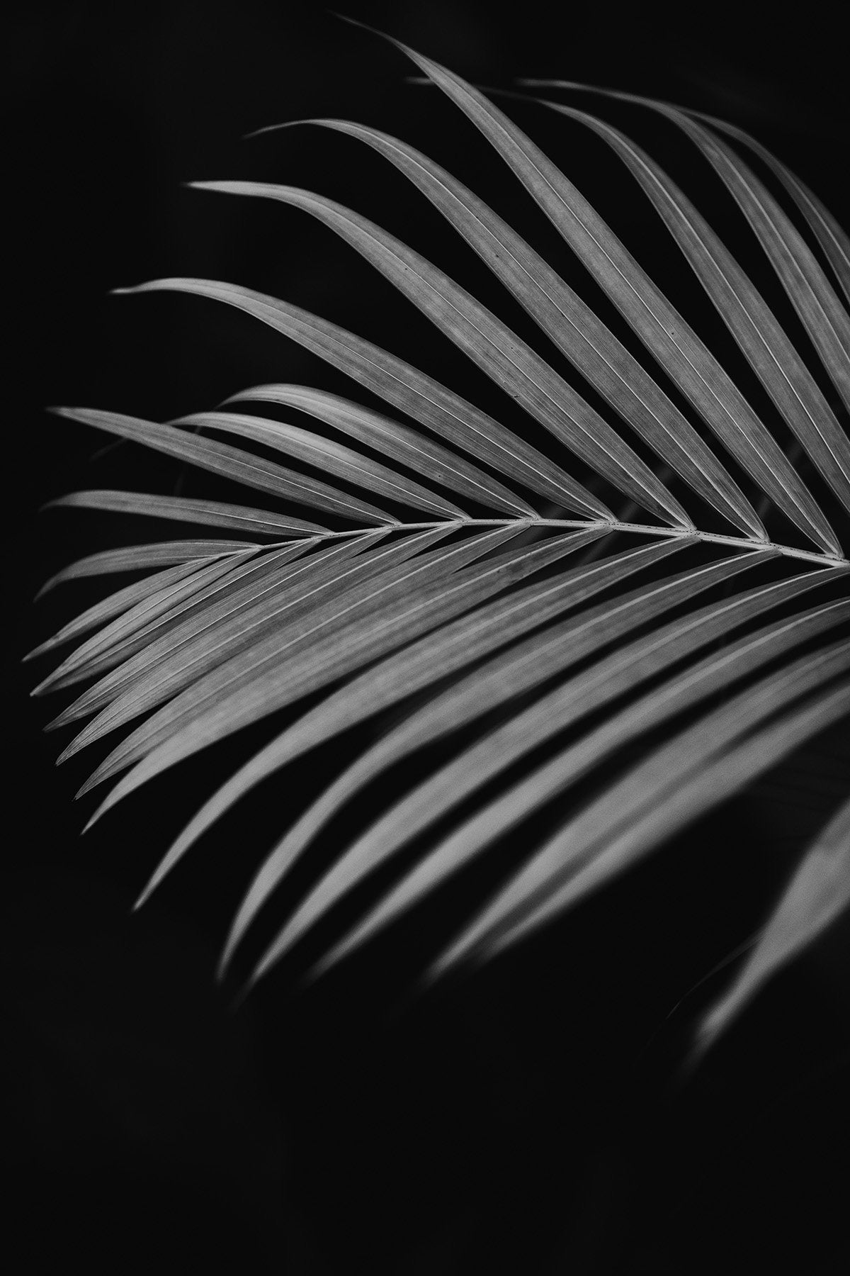 Beautiful Black White Photos-Blades of Slate
This beautiful black white photo titled