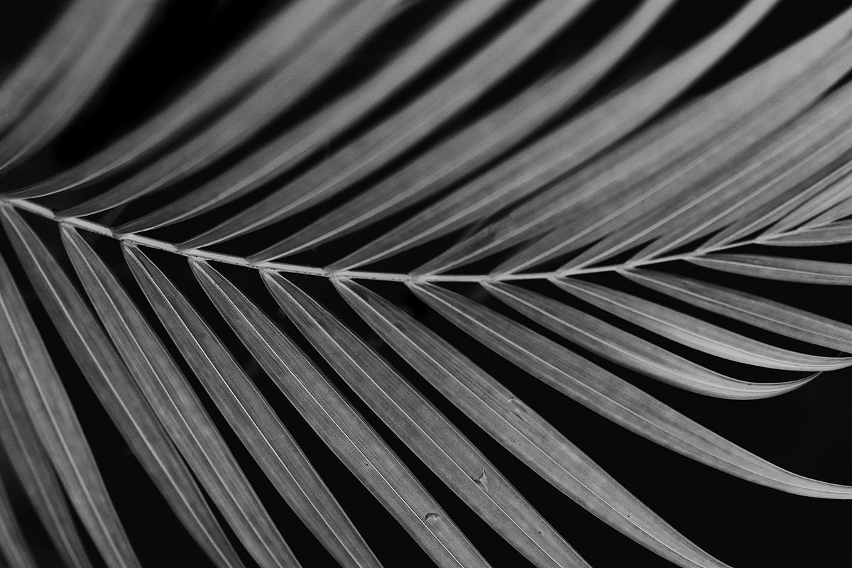 Black White Photographs-After the Rain
This black white photograph titled