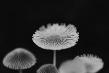 Load image into Gallery viewer, This black white print titled "Blooming Revelation" features mushrooms shot in Delaware, Ohio. This is a limited edition, hand-signed piece with a certificate of authenticity.
 E D I T I O N:
 1/25