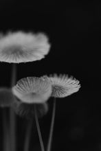 Load image into Gallery viewer, This piece of fine art photography titled "Proof of Transparency" features mushrooms shot in Delaware, Ohio. This is a limited edition, hand-signed piece with a certificate of authenticity.
 E D I T I O N:
 1/25