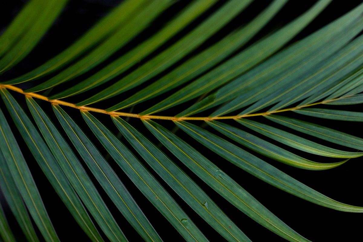 Framed Prints-Majestic Frond
This framed print titled