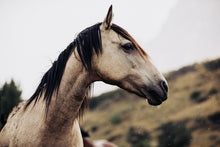 Load image into Gallery viewer, A striking close-up of a horse's head showcasing its majestic features, perfect for Horse Art enthusiasts.