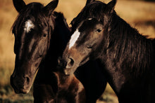 Load image into Gallery viewer, Horse Art-Black Beauties 0230
This piece of horse art named "Black Beauties 0230" was part of a landscape series featuring horses shot down in Patagonia. This is a limited edition, hand-signed piece with a certificate of authenticity.
E D I T I O N:
1/25
