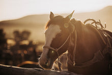 Load image into Gallery viewer, A stunning close-up of a horse in golden sunlight, showcasing the beauty and elegance associated with Horse Art, highlighting its graceful features and expressive eyes.