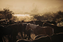 Load image into Gallery viewer, Stunning Horse Art featuring a group of horses in a Patagonian landscape, captured during golden hour, showcasing their natural beauty and tranquility.