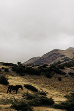 Load image into Gallery viewer, Adventurous Arnold 0238, a wild horse photography print, features a solitary horse grazing on a grassy landscape in Patagonia with mountains in the background under a cloudy sky.