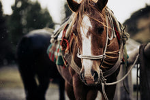 Load image into Gallery viewer, Close-up of a beautiful brown horse in Patagonia, showcasing its expressive eyes and flowing mane, surrounded by nature—perfect representation of stunning horse pictures.