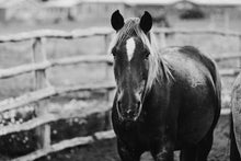 Load image into Gallery viewer, A striking black and white image of a horse with a beautiful flowing mane, captured in a rustic outdoor setting. The photograph showcases the elegant features and spirit of horses, highlighting the artistry of horse photography by Addison Jones Studio. Perfect for enthusiasts of horse pictures.