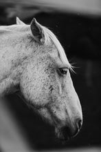 Load image into Gallery viewer, Close-up of a horse's head in black and white, showcasing the intricate textures of its fur as part of a stunning Horse Wall Art collection.