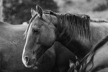 Load image into Gallery viewer, Close-up of a brown horse's head in black and white, showcasing the detailed features and flowing mane, representing the essence of Horse Wall Art.