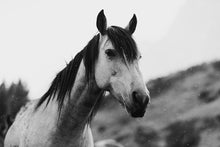 Load image into Gallery viewer, Close-up of a stunning horse with flowing mane, exemplifying the beauty captured in the 'Horse Wall Art.' The image showcases intricate details and textures in shades of black and white.
