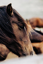Load image into Gallery viewer, Close-up of a majestic horse with flowing mane, featured in 'Horse Wall Art' titled 'Ruffled Rufus 027', showcasing the beauty of equine subjects in nature.