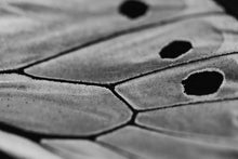 Load image into Gallery viewer, This piece of large wall art titled "Into the Abyss" features butterflies shot in Delaware, Ohio. This is a limited edition, hand-signed piece with a certificate of authenticity.
 E D I T I O N:
 1/25