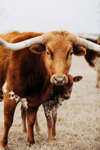 Load image into Gallery viewer, Longhorn Images-Caramel Carmella
This longhorn image titled "Caramel Carmella" was part of a photography landscape series featuring longhorns shot in Texas. This longhorn photo is a limited edition, hand-signed piece with a certificate of authenticity.
E D I T I O N:
1/25