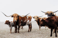 Load image into Gallery viewer, Longhorn Wall Art-Luscious Lucious
This piece of longhorn wall art titled "Luscious Lucious" was part of a photography landscape series featuring longhorns shot in Texas. This longhorn photo is a limited edition, hand-signed piece with a certificate of authenticity.
E D I T I O N:
1/25