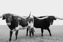 Load image into Gallery viewer, Longhorn Wall Art-Quilted Quinn
This piece of longhorn wall art titled "Quilted Quinn" was part of a photography landscape series featuring longhorns shot in Texas. This longhorn photo is a limited edition, hand-signed piece with a certificate of authenticity.
E D I T I O N:
1/25