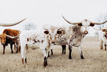 Load image into Gallery viewer, Longhorn Wall Art-Sovereign Sienna
This piece of longhorn wall art titled "Sovereign Sienna" was part of a photography landscape series featuring longhorns shot in Texas. This longhorn photo is a limited edition, hand-signed piece with a certificate of authenticity.
E D I T I O N:
1/25