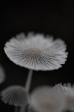Load image into Gallery viewer, This piece of modern art titled "Passive Proliferation" features mushrooms shot in Delaware, Ohio. This is a limited edition, hand-signed piece with a certificate of authenticity.
 E D I T I O N:
 1/25