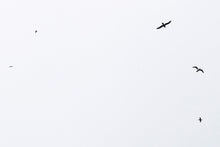 Load image into Gallery viewer, Photography Art Prints-Sailing the Skies
This photography art print named "Sailing the Skies" was part of a landscape series shot at the Salton Sea. This is a limited edition, hand-signed piece with a certificate of authenticity.
E D I T I O N:
1/25