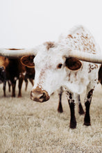 Load image into Gallery viewer, Texas Longhorn Wall Art-Celestial Celeste
This piece of Texas longhorn wall art titled "Celestial Celeste" was part of a photography landscape series featuring longhorns shot in Texas. This longhorn photo is a limited edition, hand-signed piece with a certificate of authenticity.
E D I T I O N:
1/25