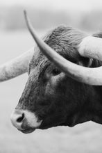 Load image into Gallery viewer, Texas Longhorn Wall Art-Creeds Crest
This piece of Texas longhorn wall art titled "Creeds Crest" was part of a photography landscape series featuring longhorns shot in Texas. This longhorn photo is a limited edition, hand-signed piece with a certificate of authenticity.
E D I T I O N:
1/25