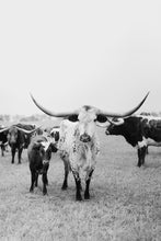 Load image into Gallery viewer, Texas Longhorn Wall Art-Shades of Shiloh
This piece of Texas longhorn wall art titled "Shades of Shiloh" was part of a photography landscape series featuring longhorns shot in Texas. This longhorn photo is a limited edition, hand-signed piece with a certificate of authenticity.
E D I T I O N:
1/25