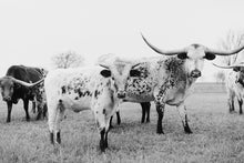 Load image into Gallery viewer, Texas Longhorn Wall Art-Striking Steers
This piece of Texas longhorn wall art titled "Striking Steers" was part of a photography landscape series featuring longhorns shot in Texas. This longhorn photo is a limited edition, hand-signed piece with a certificate of authenticity.
E D I T I O N:
1/25
