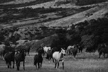 Load image into Gallery viewer, A stunning black and white photograph capturing a herd of horses frolicking in a serene Patagonian landscape. This artwork exemplifies Western Art, showcasing the beauty of nature and the grace of these majestic animals.