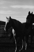 Load image into Gallery viewer, A striking black and white image showcasing two horses in a serene landscape, exemplifying Western Photography. The composition highlights the elegant features of the horses against a softly blurred background.