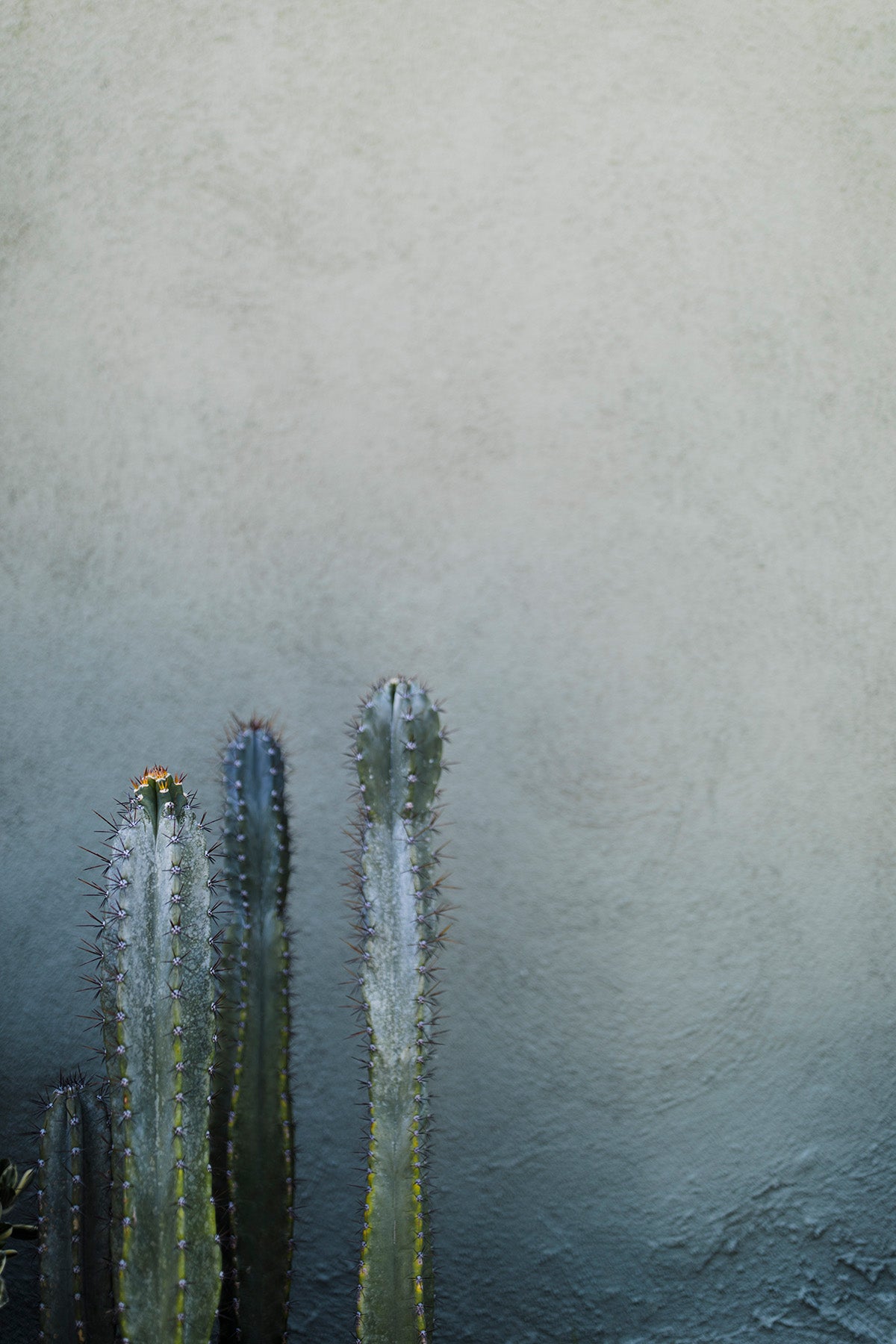 BOTANICALS – Addison Jones Studios