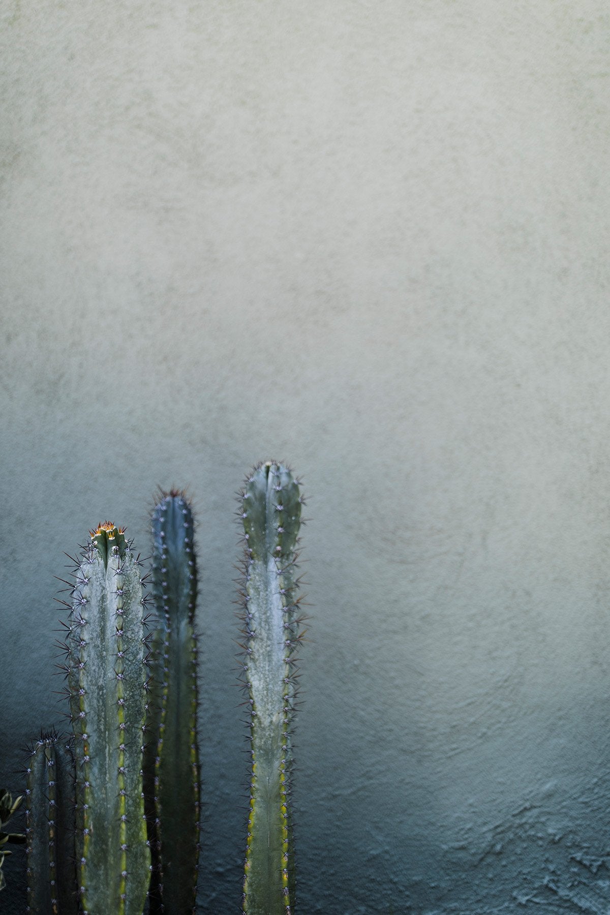 Botanicals – Addison Jones Studios