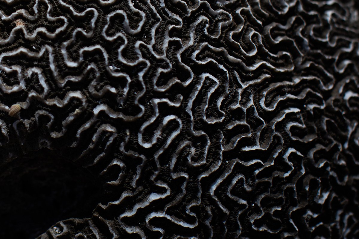 Textures – Addison Jones Studios