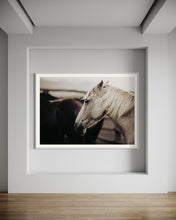 Load image into Gallery viewer, Elegant display of the limited edition &#39;Curious Carlisle 025&#39; from Addison Jones Studio. This captivating horse picture showcases a beautiful white horse in a serene setting, perfect for horse art enthusiasts.
