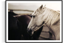 Load image into Gallery viewer, Framed &#39;Curious Carlisle 025&#39; from Addison Jones Studio, a stunning horse picture beautifully showcased. The artwork captures the grace of a white horse, making it a perfect addition to any art collection.

