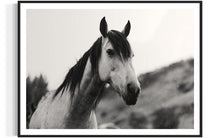 Load image into Gallery viewer, Close-up view of Horse Wall Art &#39;Perky Patrice 0213&#39; by Addison Jones Studio, capturing the intricate details of a horse&#39;s features within a tasteful black frame.
