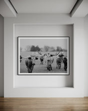 Load image into Gallery viewer, Texas Longhorn Photography Prints For Sale-Bold Bloodline
