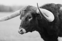 Load image into Gallery viewer, Black White Photograph-Woolly Wilfred

This black white photograph titled &quot;Woolly Wilfred&quot; was part of a photography landscape series featuring longhorns shot in Texas. This longhorn photo is a limited edition, hand-signed piece with a certificate of authenticity.

E D I T I O N:
1/25
