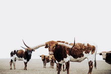 Load image into Gallery viewer, Buy Photography Prints-Strong as Steel

This photography print titled &quot;Strong as Steel&quot; was part of a photography landscape series featuring longhorns shot in Texas. This longhorn photo is a limited edition, hand-signed piece with a certificate of authenticity.

E D I T I O N:
1/25
