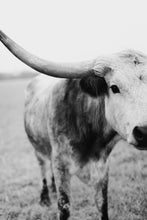 Load image into Gallery viewer, Extra Large Photo-Stormy Stella

This extra large photo titled &quot;Stormy Stella&quot; was part of a photography landscape series featuring longhorns shot in Texas. This longhorn photo is a limited edition, hand-signed piece with a certificate of authenticity.

E D I T I O N:
1/25
