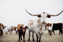 Load image into Gallery viewer, Extra Large Photo Prints-Macchiato Mates

This extra large photo print titled &quot;Macchiato Mates&quot; was part of a photography landscape series featuring longhorns shot in Texas. This longhorn photo is a limited edition, hand-signed piece with a certificate of authenticity.

E D I T I O N:
1/25
