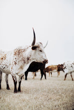 Load image into Gallery viewer, Framed Prints-Dappled Dan

This framed print titled &quot;Dappled Dan&quot; was part of a photography landscape series featuring longhorns shot in Texas. This longhorn photo is a limited edition, hand-signed piece with a certificate of authenticity.

E D I T I O N:
1/25
